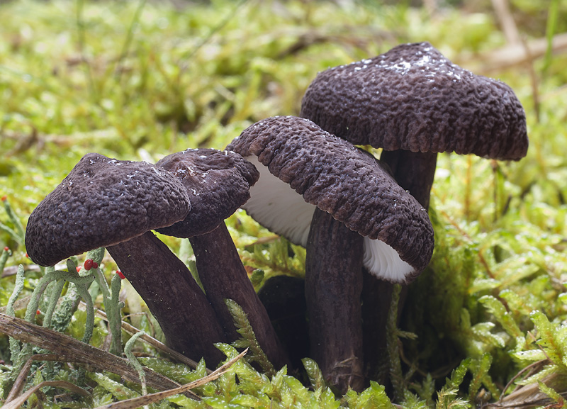 Lactarius lignyotus